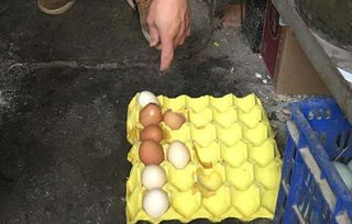 滴鼠药鸡蛋被买走食用 误食老鼠药如何急救