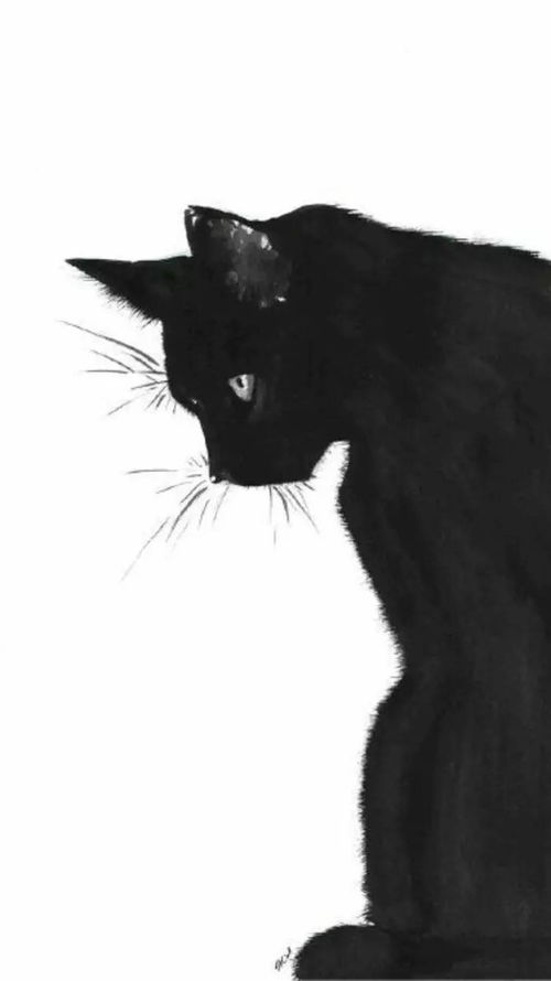 黑猫写真壁纸头像等你来取