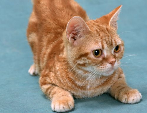 猫发膀胱炎以后尿失禁的原因和治疗方法