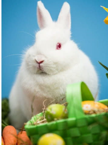 养宠小知识 兔子真的最爱吃胡萝卜吗 饲养兔子要注意什么呢 