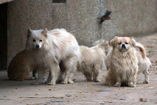 为何街上的 流浪狗 多半是小型犬呢,而大型犬居少呢