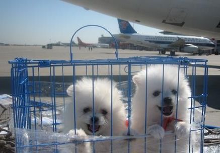 如何在成都双流机场办理宠物托运手续 