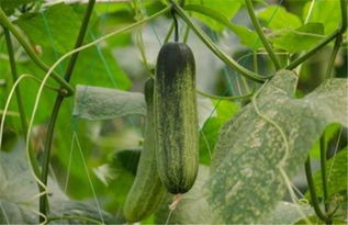 梢瓜的高产种植技术,稍瓜的催芽与种植方法