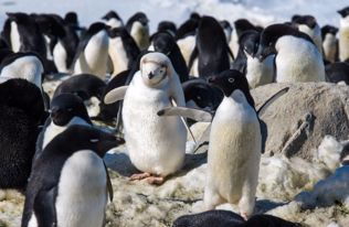 鹤立鸡群 南极小企鹅患白化病全身雪白独树一帜
