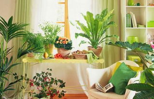 卧室里最多能摆放几盆绿色植物 