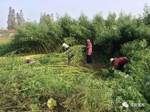 你别不信,过去有些衣服都是自己家 种 出来的 