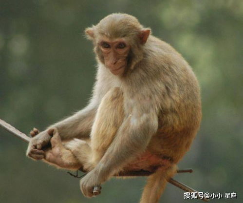 属猴人注意了 68年猴人出生在这3个月,命带大吉 十猴九顺