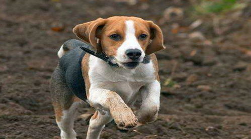 世界最出色的猎犬排名,第一名竟是最平常的它,生活在很常见