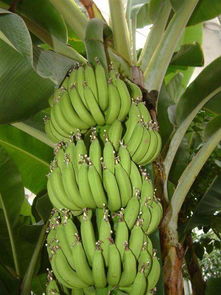 香蕉是生长在树上还是地底下