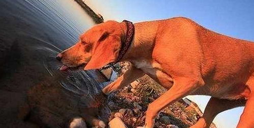 狗狗喝什么水都行 错 这5种水一定不能喂