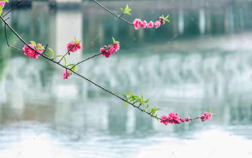 江面上的桃花高清摄影大图 千库网 