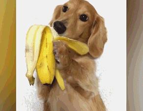 小狗能吃香蕉吗,小狗能吃香蕉吗为什么