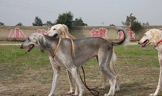 这种狗哮天犬的原型,还是康熙皇帝的爱犬,如今处境堪忧几近灭绝