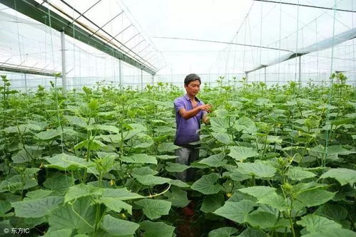 黄瓜娃娃叶病怎么防治(黄瓜秧叶子长黄斑怎么办)