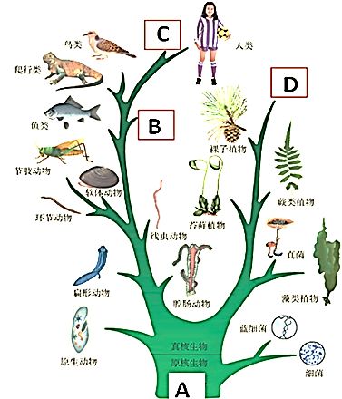 如图是动植物进化的大致历程 进化树 ,请据图分析回答 