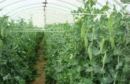 紫菜苔种植时间和方法,紫菜苔的保存方法？