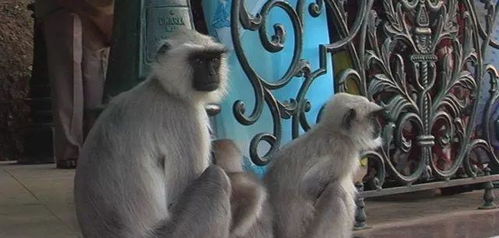猴子报复心有多强 印度当地猴子杀250条狗 抓到屋顶直接扔下