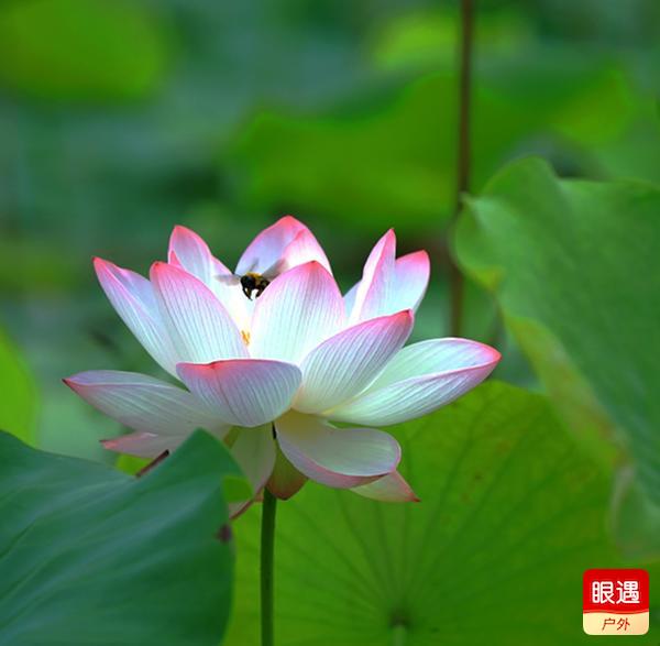 紫荆山的荷花如期绽放,花香姿美醉人心扉