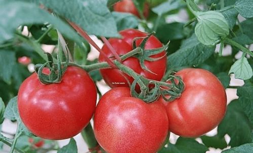 西红柿如何浇水产量高,西红柿浇水施肥方法,西红柿长果施什么肥好