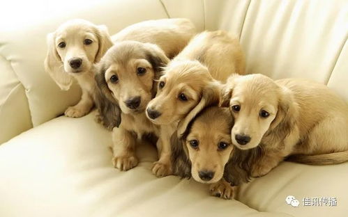 深圳市养犬管理规定 11月1日起实施