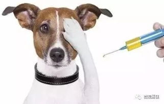 注意 明年起,在清镇养狗将被强制免疫