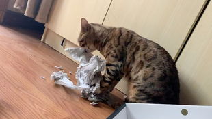 猫为什么吃纸？了解你的猫(猫吃了纸会怎么样)