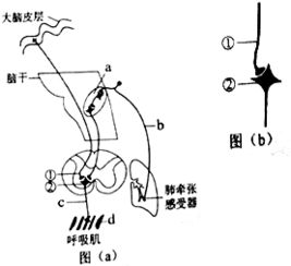 肺牵张反射是一种什么机制，其感受器存在于什么和什么上.