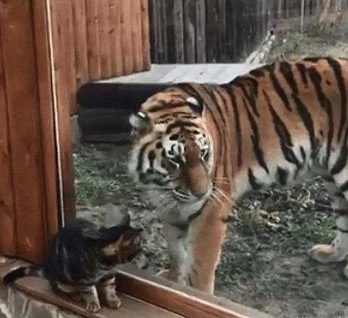 老虎与猫相互模仿,关在笼子里的老虎,早已不是 王者