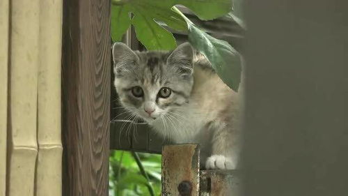 窗外来了一只流浪猫咪吃猫粮,一群猫咪跑去围观 