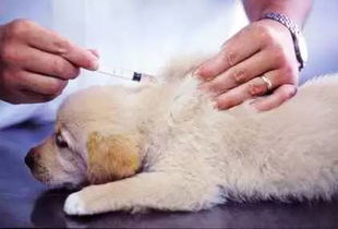 狗狗打疫苗过敏,这几个原因你想到了吗 