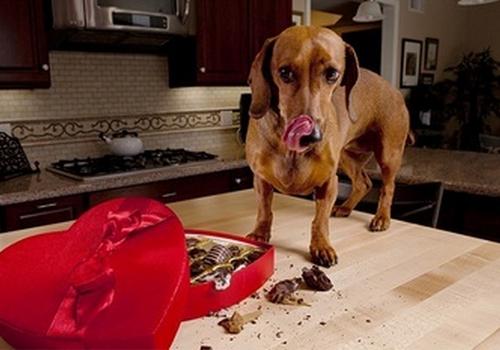 狗狗吃完巧克力多久过危险期 