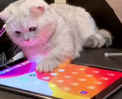猫咪扒拉平板电脑找游戏玩,自娱自乐的最高境界 