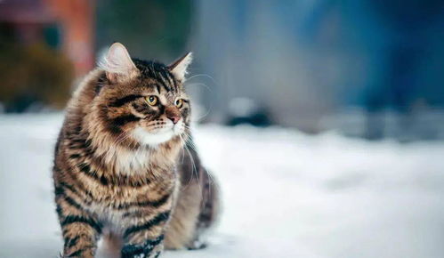 喵界的 荒野猎人 ,被人误会多年,其实它才是俄罗斯的国猫