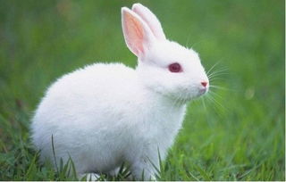 兔子不吃窝边草 ,其实还有下句,很多人不知道 