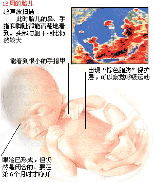 怀孕4月胎儿发育状况