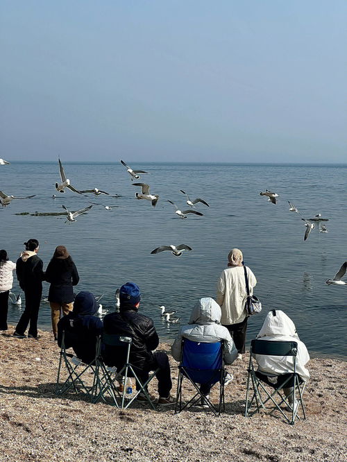 大连免费小众赶海地海虹海菜扇贝随便捡 