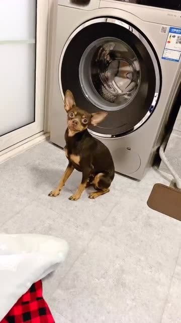 狗狗 用洗衣机洗就连被子一起洗吧 