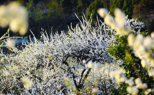 南充这里两万亩桃花盛开,还有一个地方在 下雪