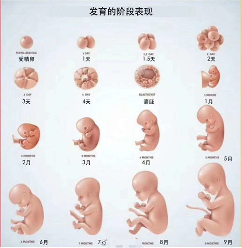 胎儿一般在多少周出生 怀孕37周和40周都是足月生,区别却很大