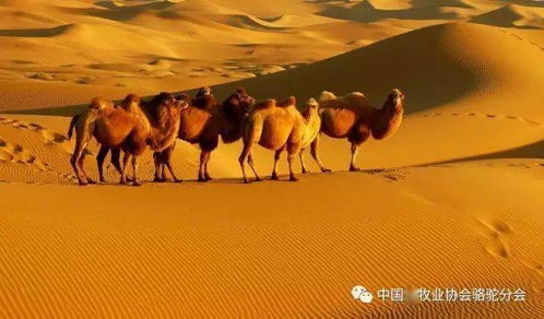 关于骆驼和沙漠的诗句