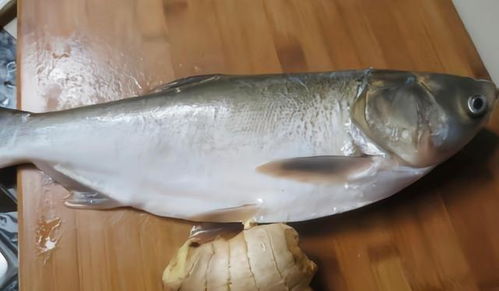 有土腥味 柴油味的鱼能吃吗 鱼腥味 土腥味 柴油味有何不同