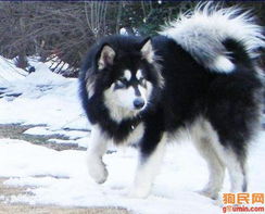 阿拉斯加雪橇犬照片 阿拉斯加照片 雪橇犬照片 25.jpg g12345630 