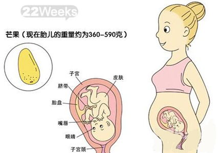 十二周胎儿发育图，怀孕六个月胎儿图