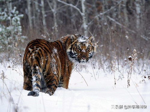 极端大暴雪袭击东北 农村猪牛被冻死,野猪和东北虎会受灾吗