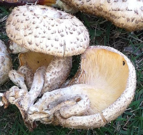 这些都是什么蘑菇啊,名字都是什么 