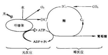 为什么光照条件由强到弱 CO2供应不变时 C3增加C5减少？