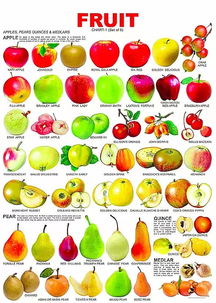 史上最全水果英文名称汇总及配图,学生党建议收藏