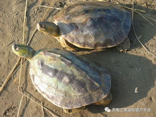 潮龟属 缅甸棱背龟 