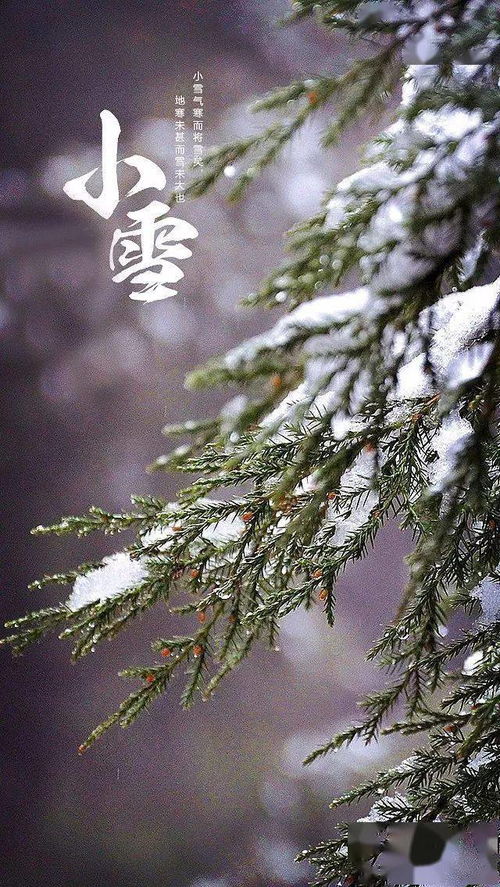 小雪轻寒 愿你茶正温,衣正暖 天气 