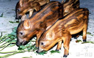 野猪常见的呼吸道疾病有哪些 野猪呼吸道疾病的防治措施